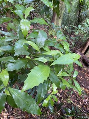 Polyosma cunninghamii