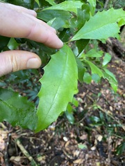 Polyosma cunninghamii