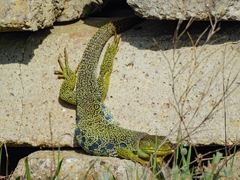 Timon lepidus lepidus