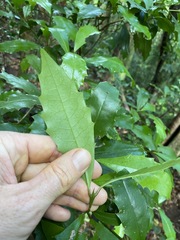 Polyosma cunninghamii