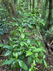 Polyosma cunninghamii