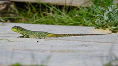 Timon lepidus lepidus