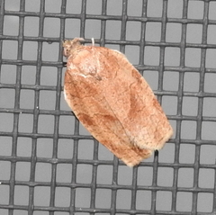 Choristoneura fractivittana