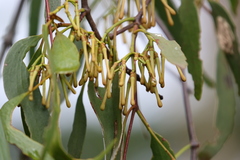 Amyema pendula