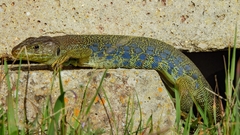 Timon lepidus lepidus