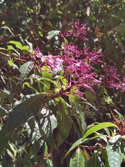 Fuchsia paniculata