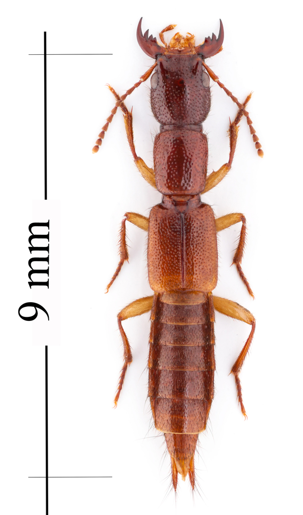 Homaeotarsus badius