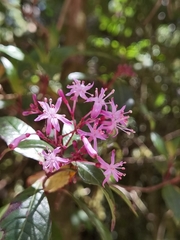 Fuchsia paniculata