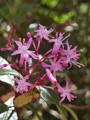 Fuchsia paniculata