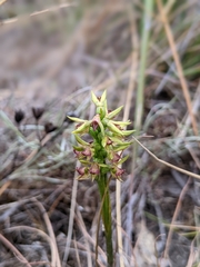 Genoplesium ciliatum