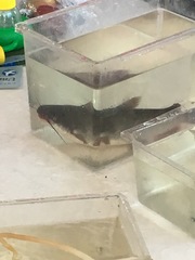 Ameiurus nebulosus