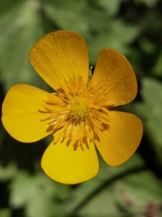 Ranunculus geranioides