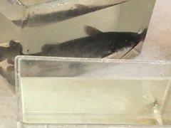 Ameiurus nebulosus