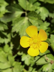 Ranunculus geranioides