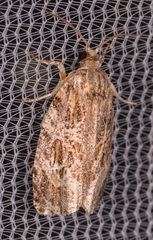 Phaecasiophora confixana