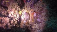 Calloplesiops altivelis