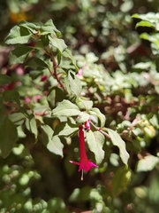 Fuchsia microphylla