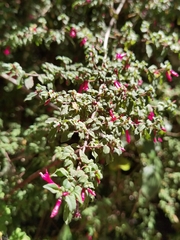 Fuchsia microphylla