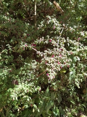 Fuchsia microphylla