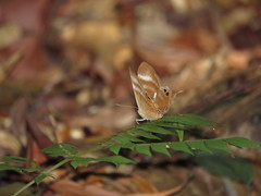 Abisara savitri