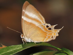 Abisara savitri