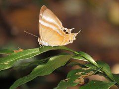 Abisara savitri