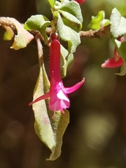 Fuchsia microphylla