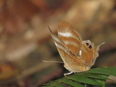 Abisara savitri
