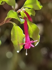 Fuchsia microphylla