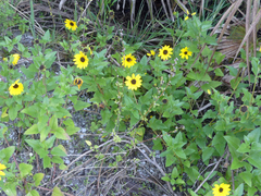 Helianthus debilis image