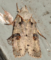 Lithophane querquera