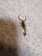 Centruroides limpidus