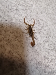 Centruroides limpidus