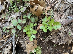 Tauschia hartwegii