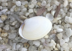 Katelysia rhytiphora