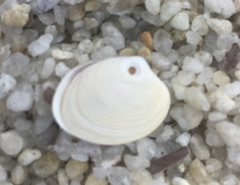 Katelysia rhytiphora