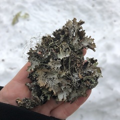 Platismatia norvegica