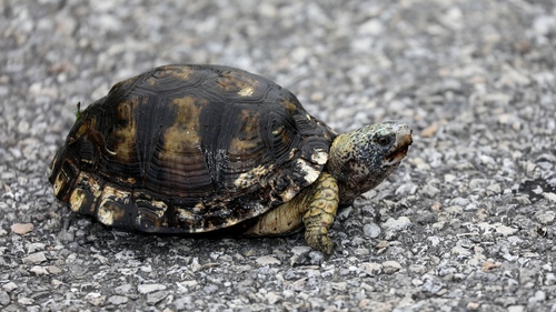 Yucatán Box Turtle