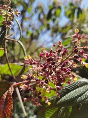 Miconia subseriata