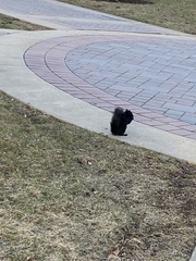 Sciurus carolinensis