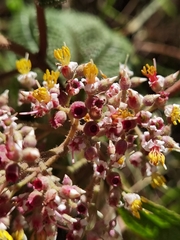 Miconia subseriata