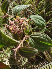 Miconia subseriata