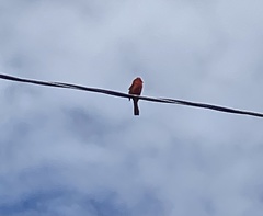 Cardinalis cardinalis