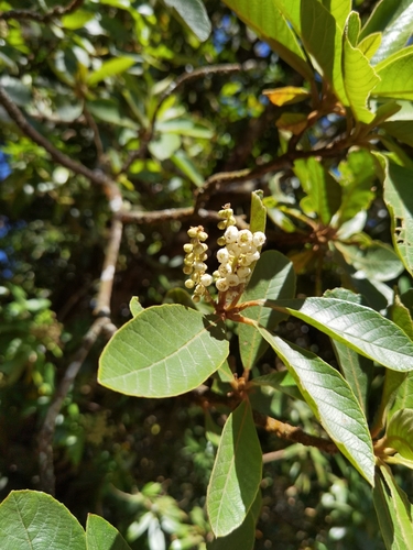 Jicarillo (Clethra lanata)