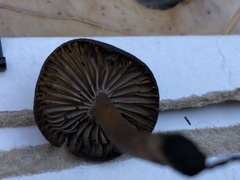 Lyophyllum anthracophilum