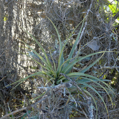 Tillandsia utriculata
