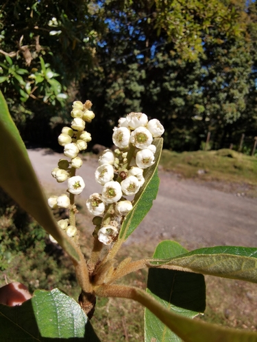 Image of Clethra lanata by (c) Eduardo Chacón Madrigal, some rights reserved (CC BY)