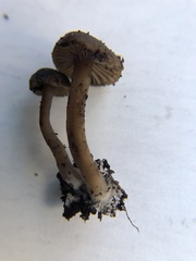 Lyophyllum anthracophilum