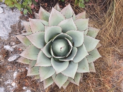 Agave ovatifolia