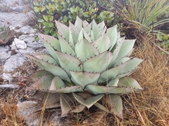 Agave ovatifolia
